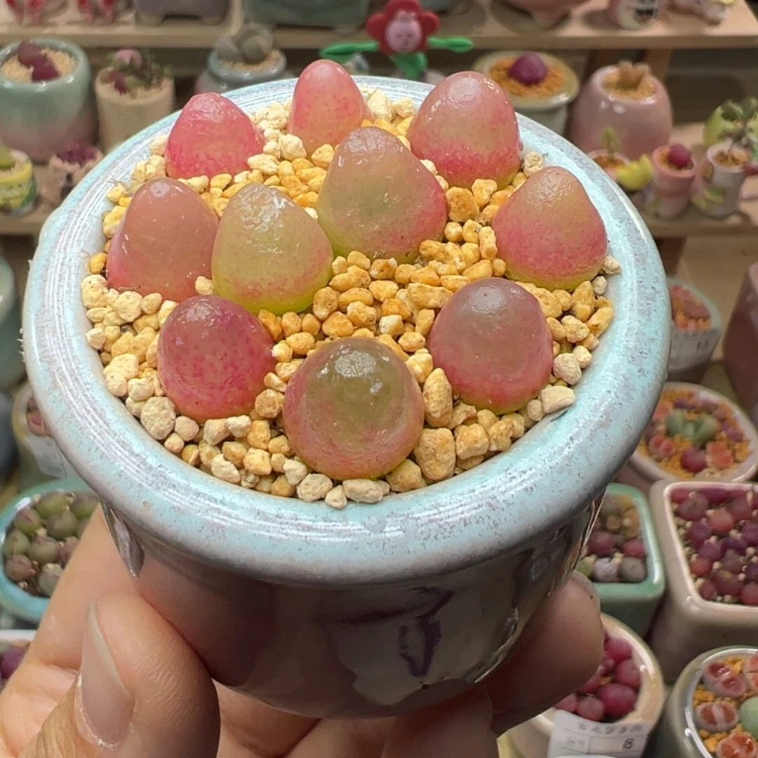 多肉植物17号灯泡