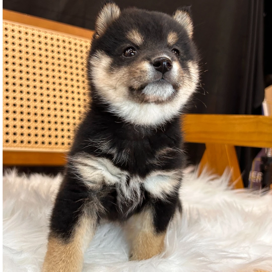 黑柴幼犬一只定金