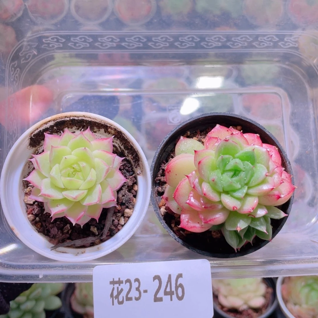 花利美23-246女王➕海王