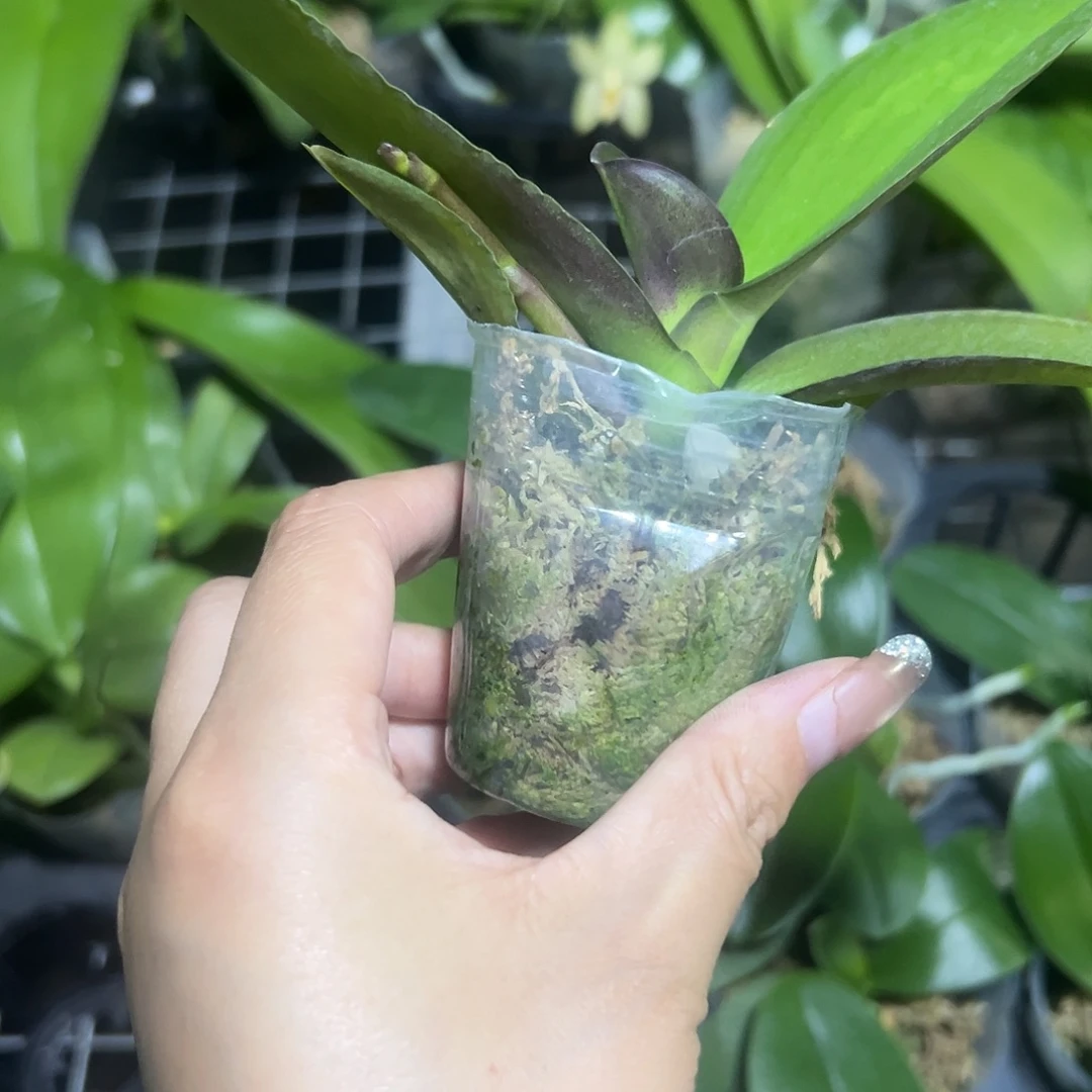 当前无花栽培后可以开花仙妃1.7带剑无根