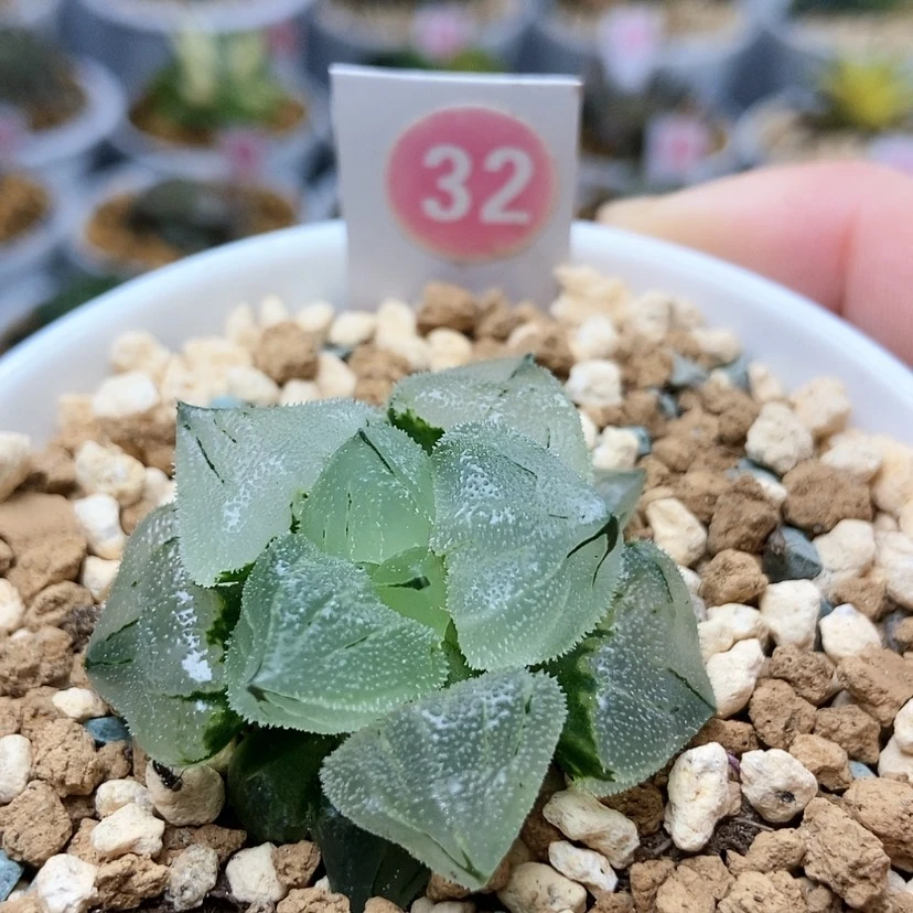 【闪购商品】32冰鸾玉