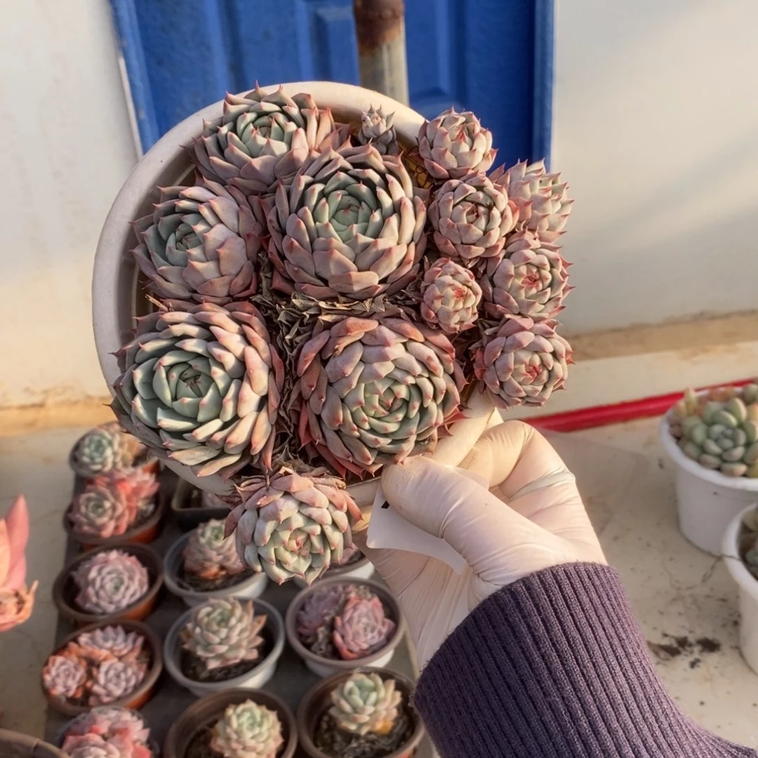 543不知名一物一拍