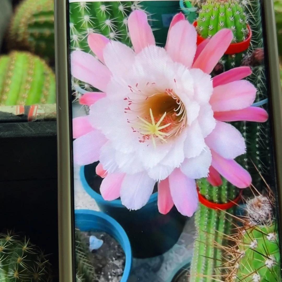 下13金妞卡布奇诺歪侧芽5公分左右20包邮