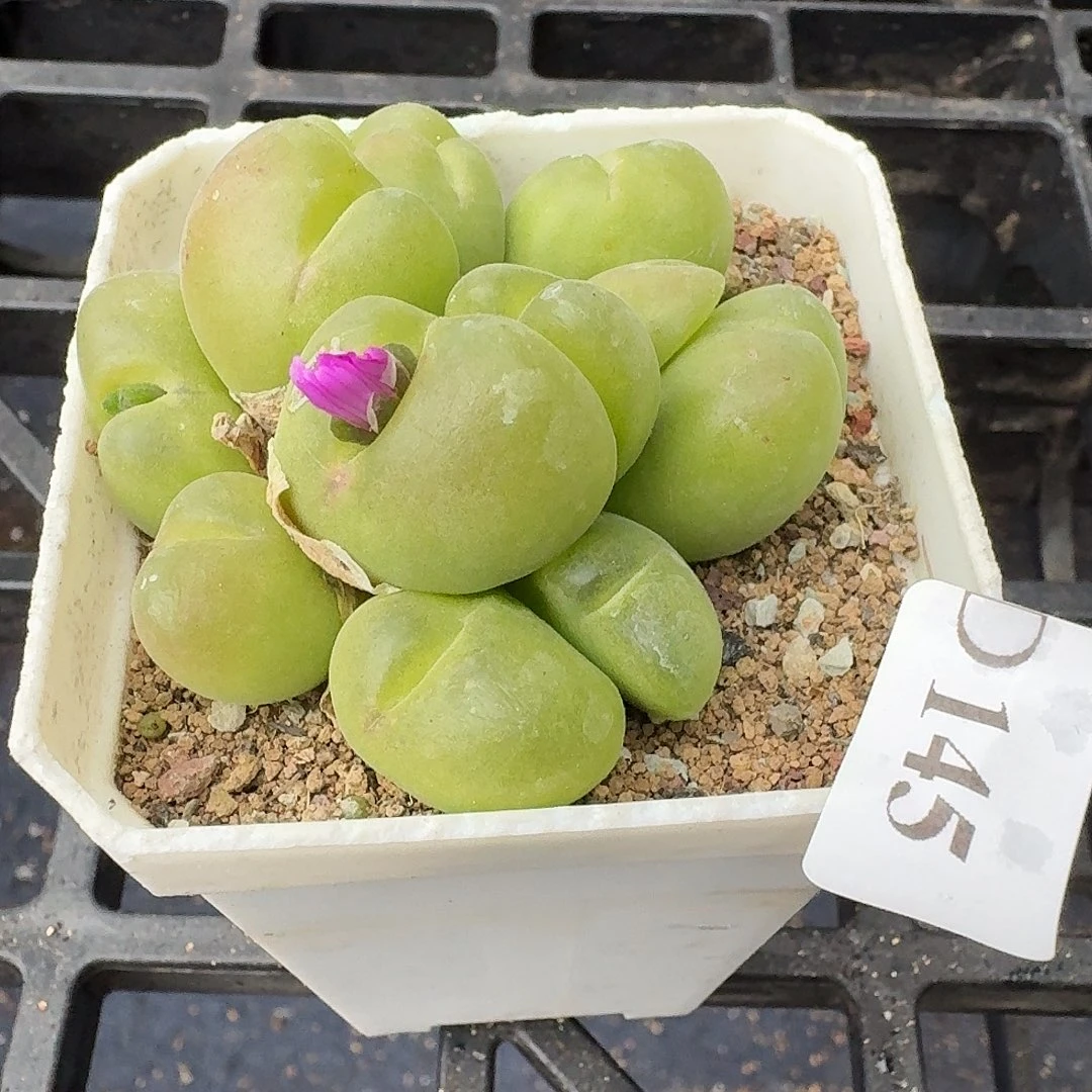 145翠滴清棚特价哈哈哈