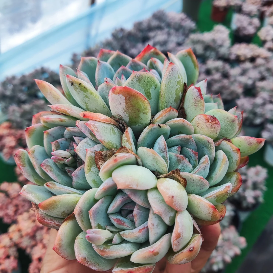 【只发新疆】莎莎女王整群 12厘米冠幅带盆发货