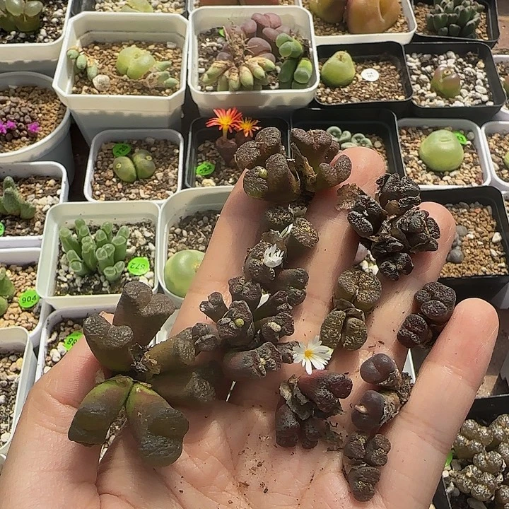 大窗，泡泡勋章福利（瑕疵疤）87