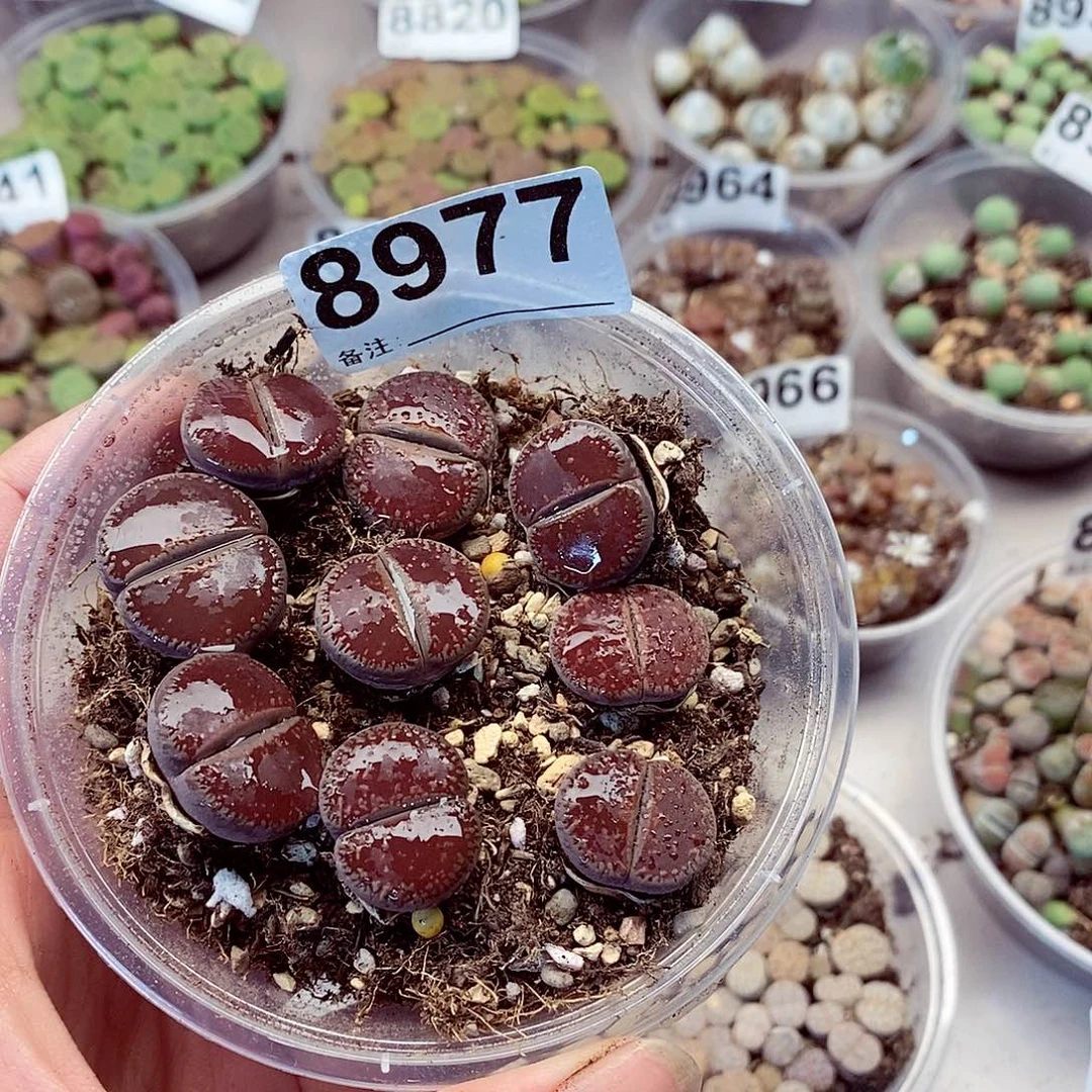 8977啦啦啦啦啦啦