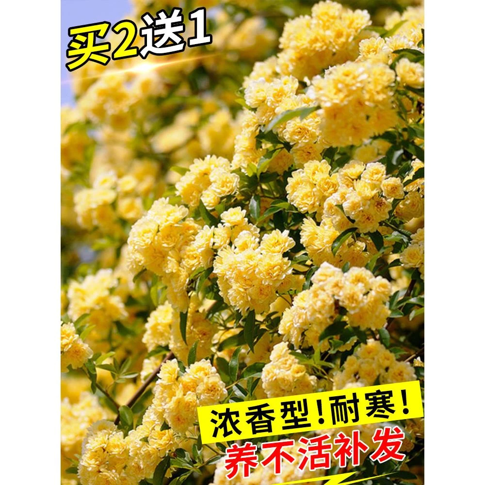 黄木香花苗爬藤植物庭院爬墙耐寒花卉浓香四季红木香藤本月季盆栽