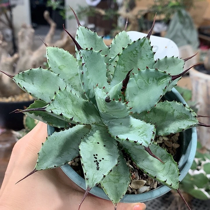 58曲八哈哈哈哈哈哈哈