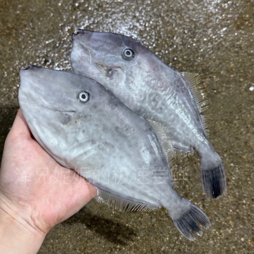 【泽妮精选】汕尾本港野生大剥皮鱼 大迪