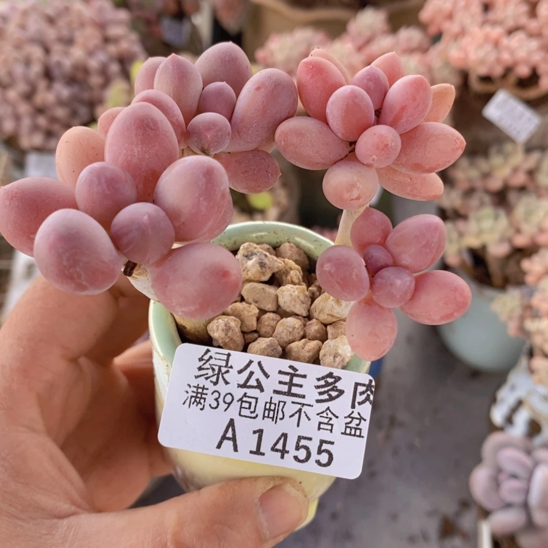 香水手指奶老桩7cm1455多肉植物