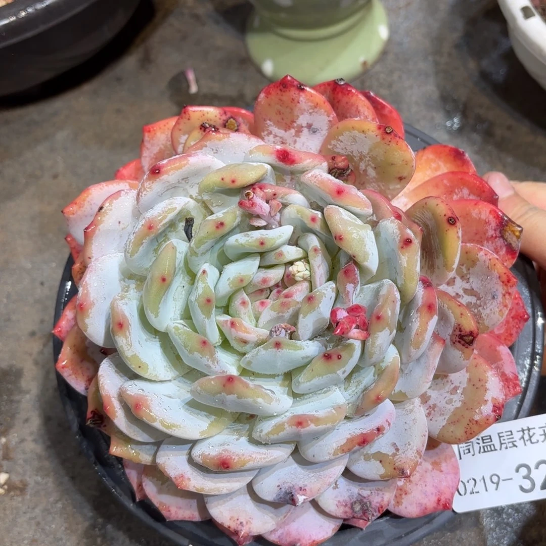 同温层多肉雪天使321