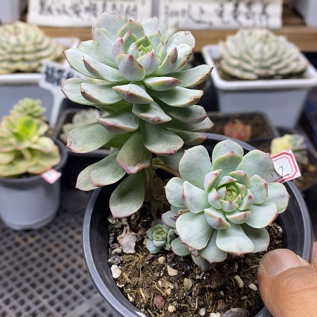 22172 香草雪花锦