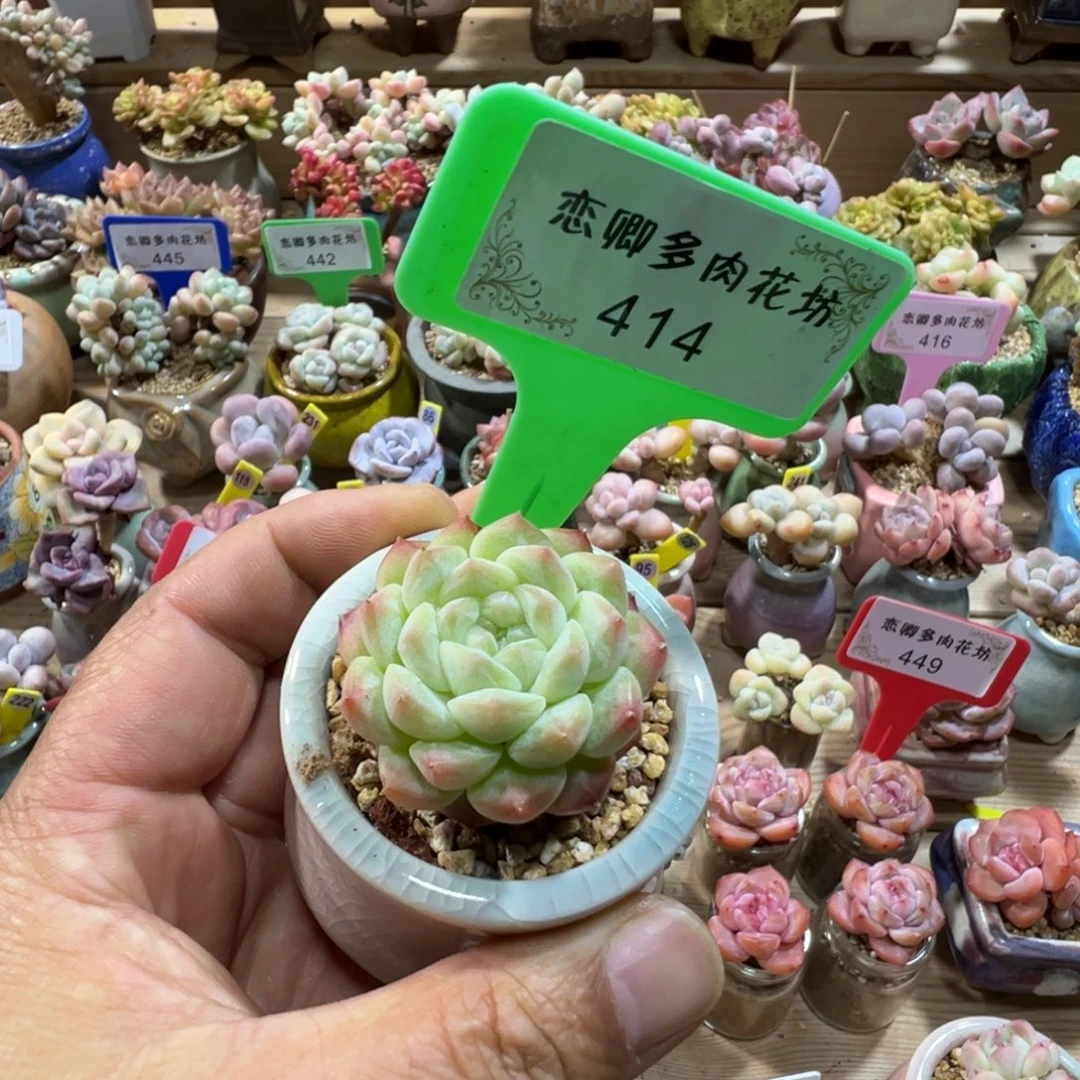 414杂交麦秆000000