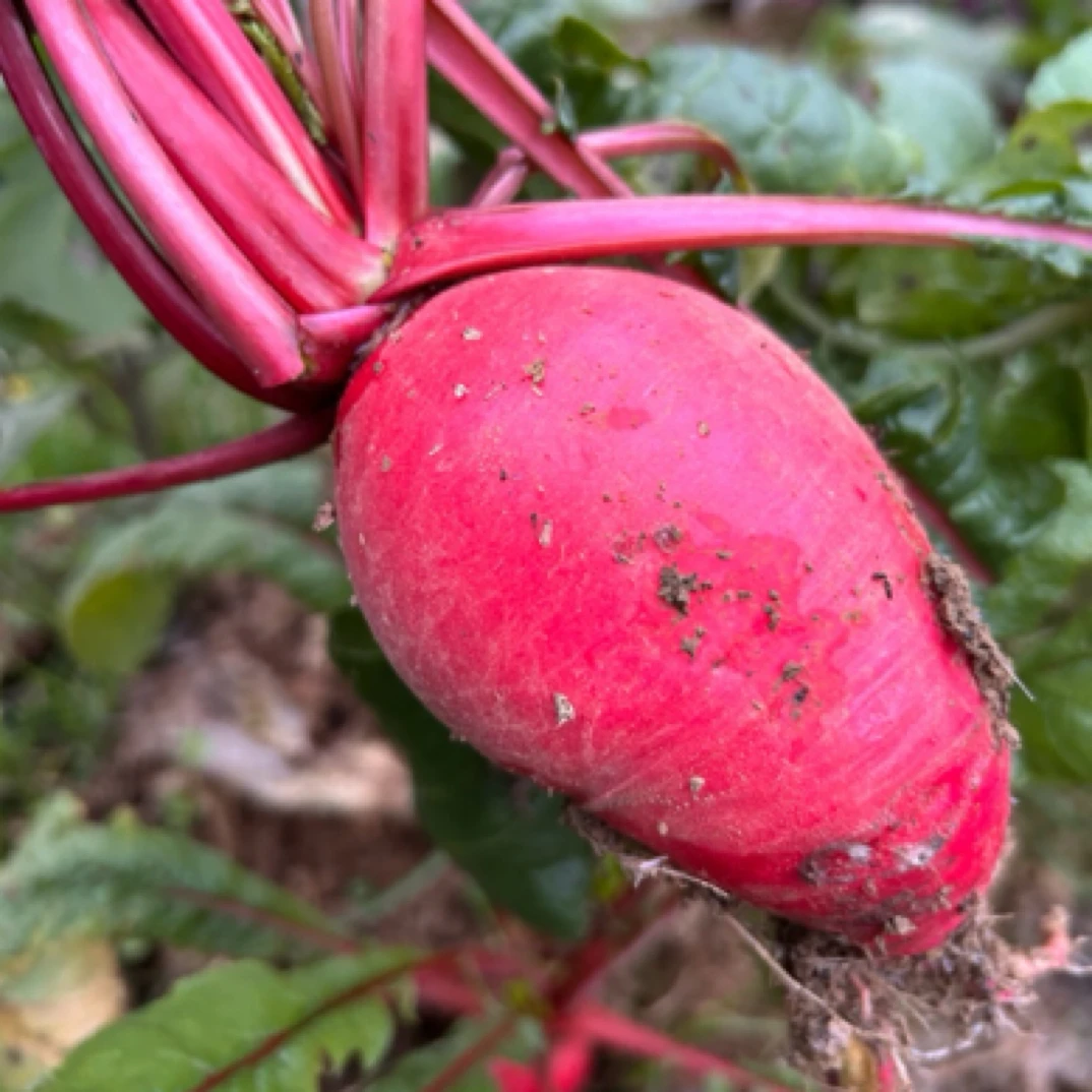 【萝卜】湖南湘西高山打霜农家自种红皮白心萝卜