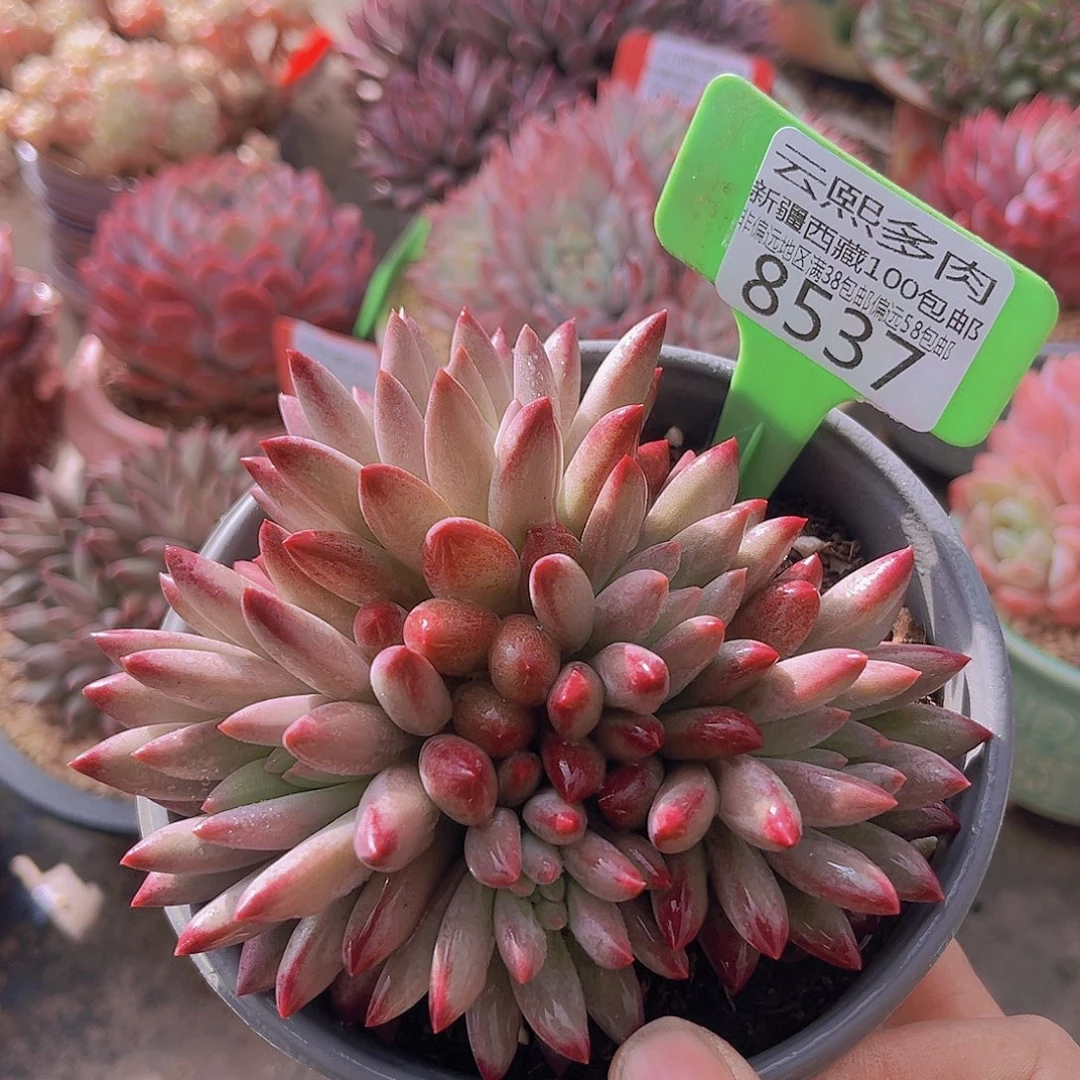 8537虞美人多肉植物一物一拍