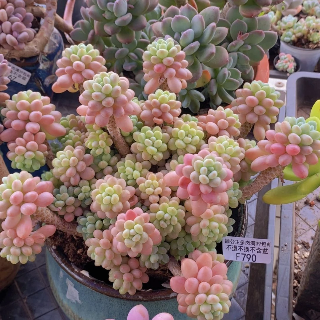 鱼子酱老桩20cm790多肉植物