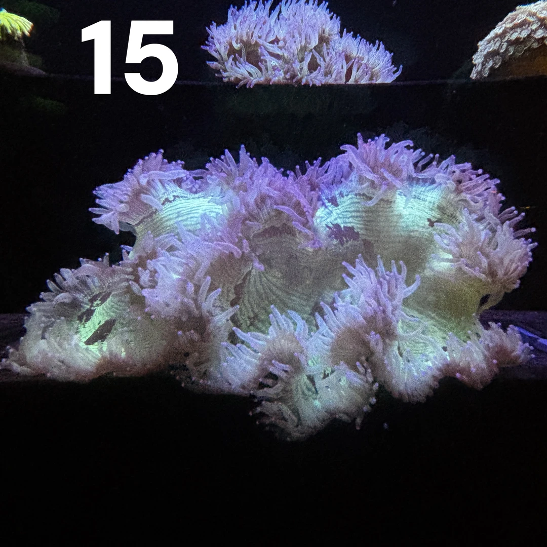 A15号15-20cm尼罗河【所见所得 一物一拍】海缸珊瑚