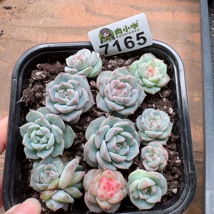 妮*@多肉植物多肉植物