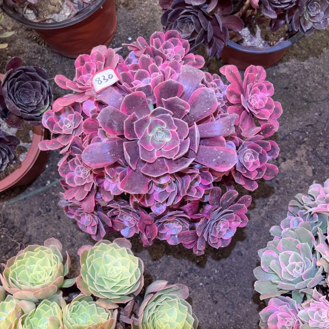 830多肉植物凤冠法师