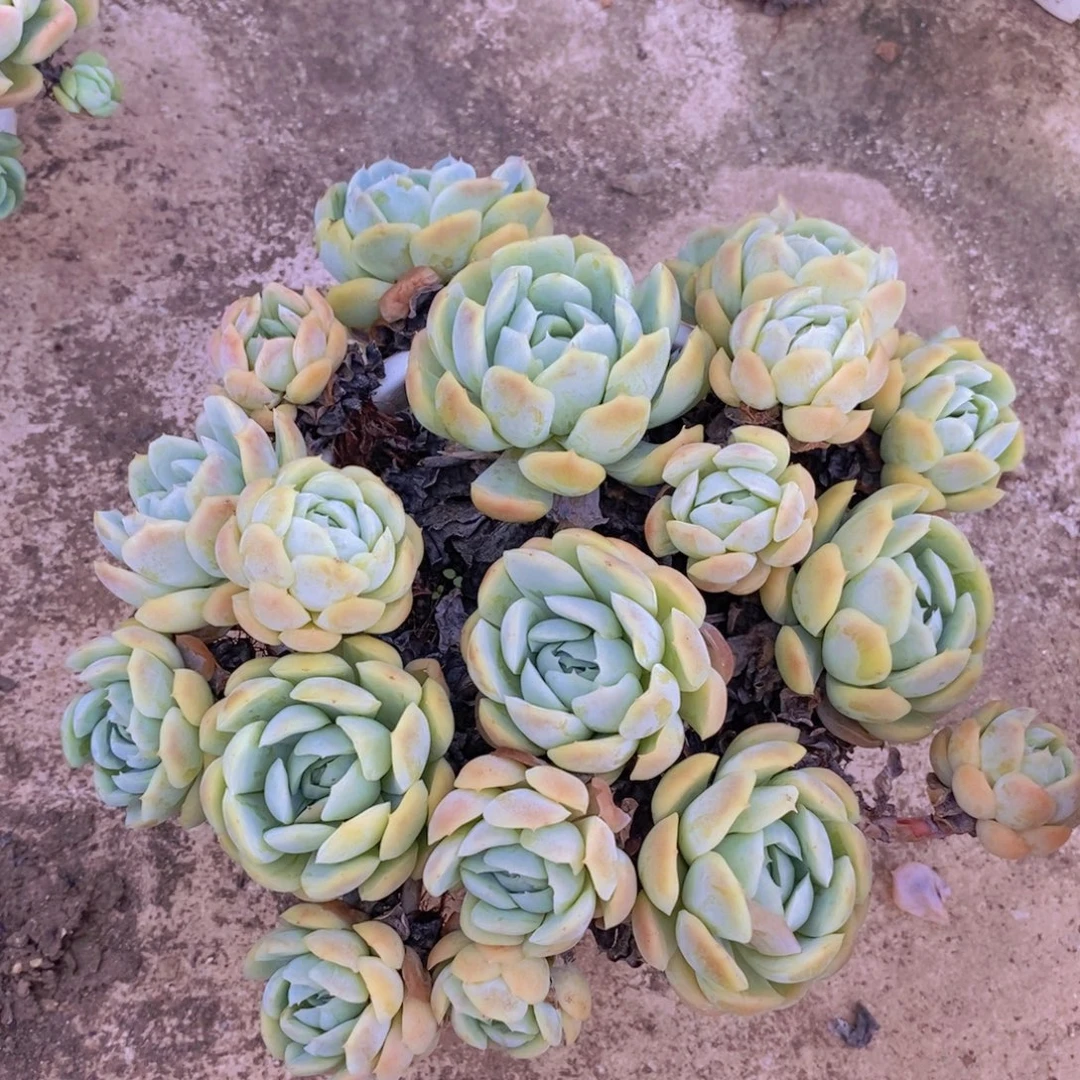 贝瑞整桩整群老桩