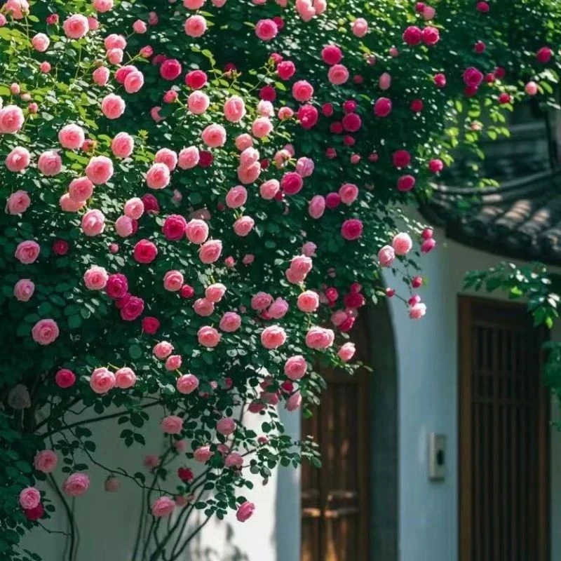 重瓣爬藤蔷薇弗洛伦蒂娜大花浓香四季开花特大藤本春天耐热蔷薇花