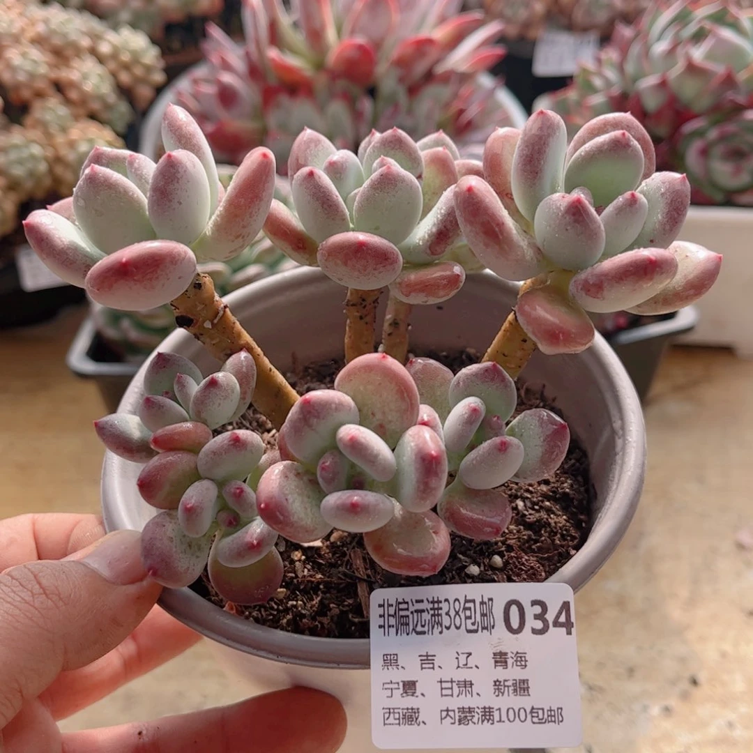 034三日月美人德华多肉