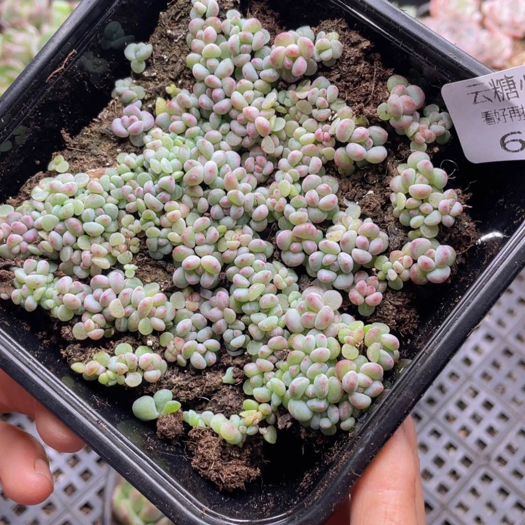 云糖心多肉植物631