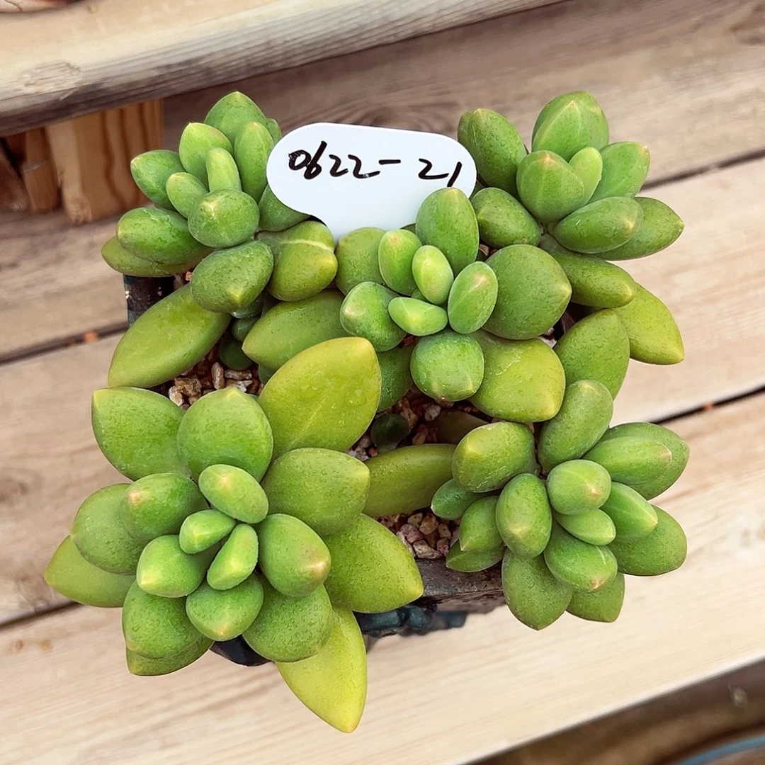 静****0622-21芒果奶群。。