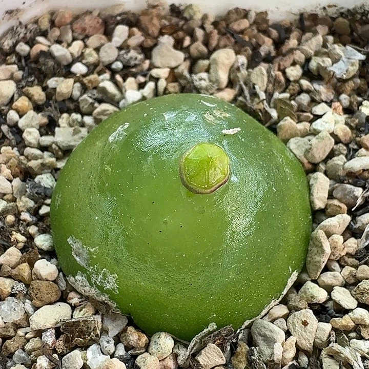 老马生石花3灯泡母本3014