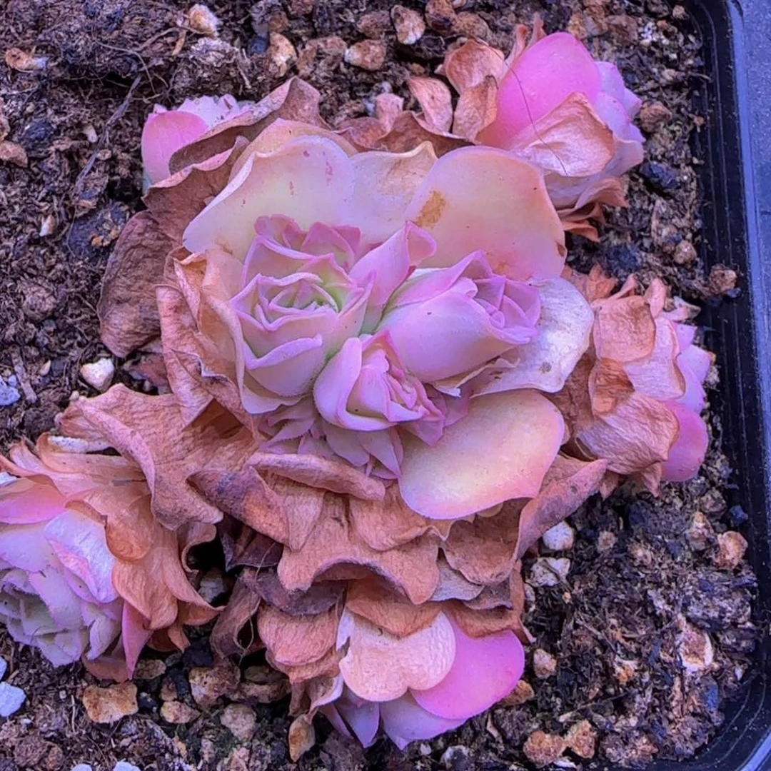 福利155525533655555555699