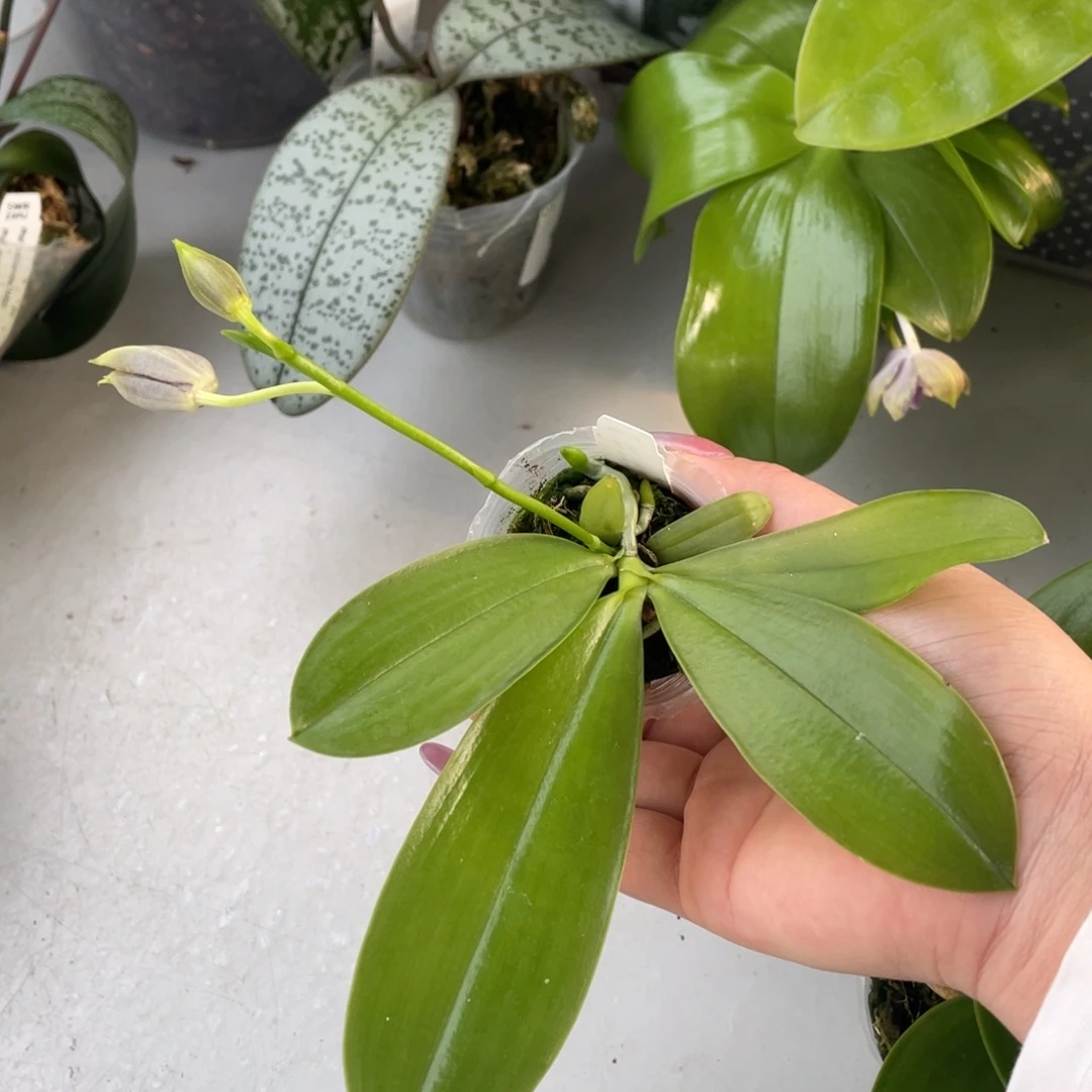 全部花苞1.7蓝盾交蓝路帝