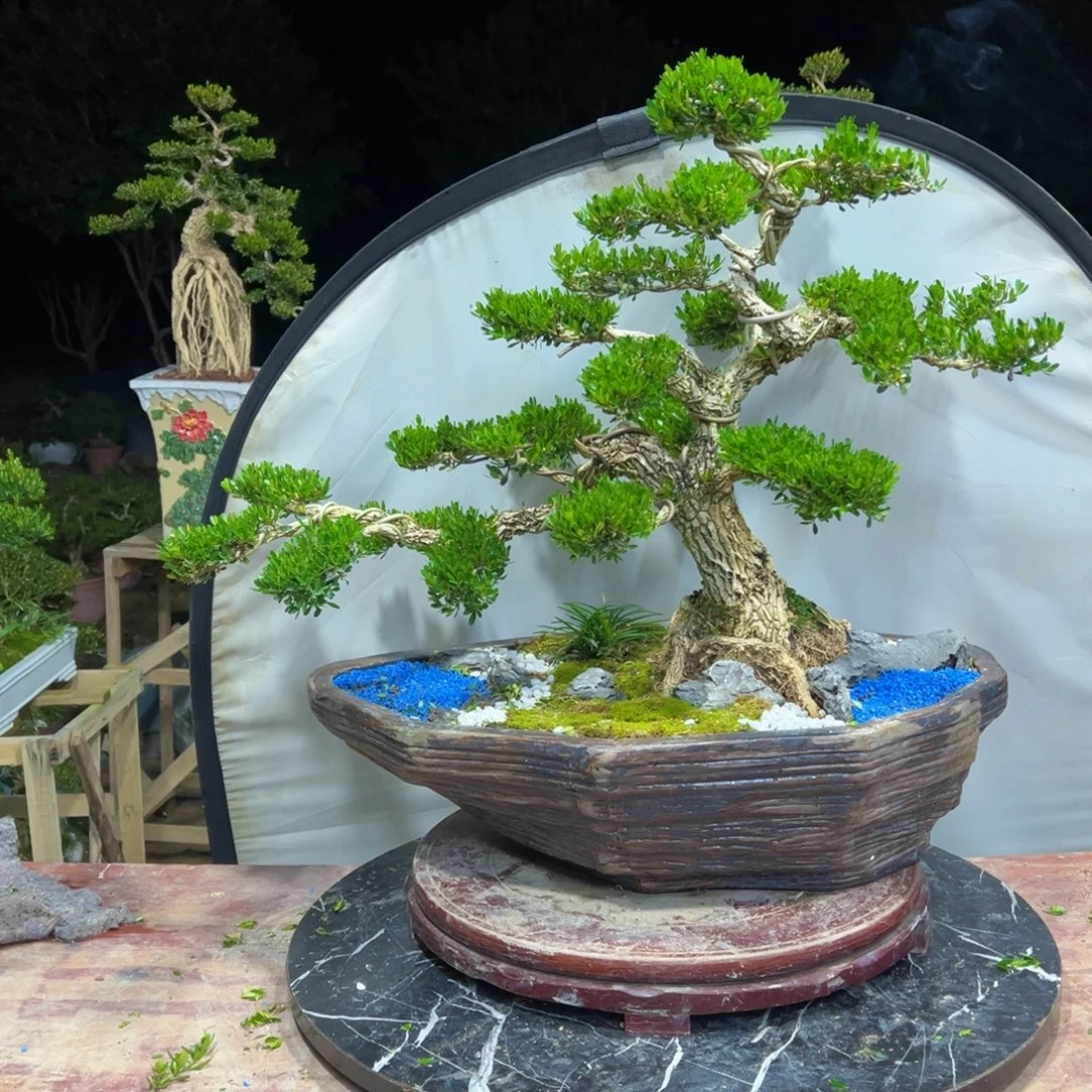 无花朵广东皱皮雀舌黄杨