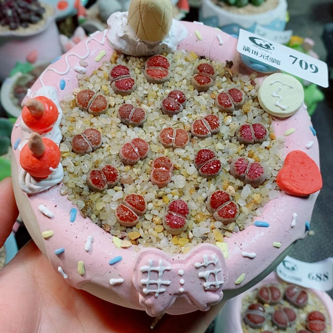 生石花花花花花709