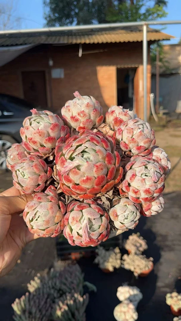 贝瑞 花开花卉 多肉植物 易养活栽种养护 裸根发货