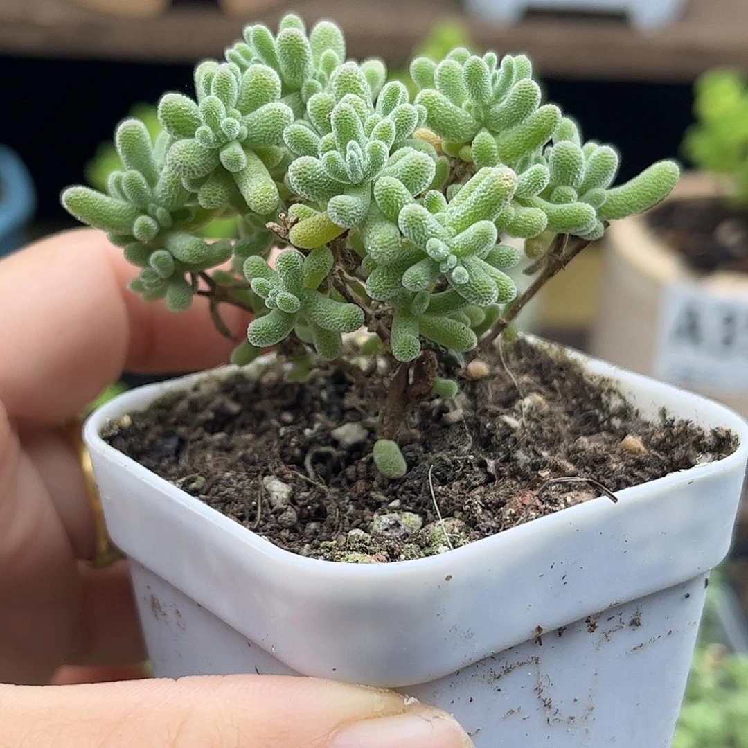 37紫冰晶优选枝干