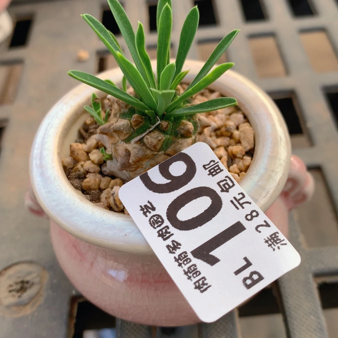 P肉萌萌5cm拇指盆精控多肉BL106