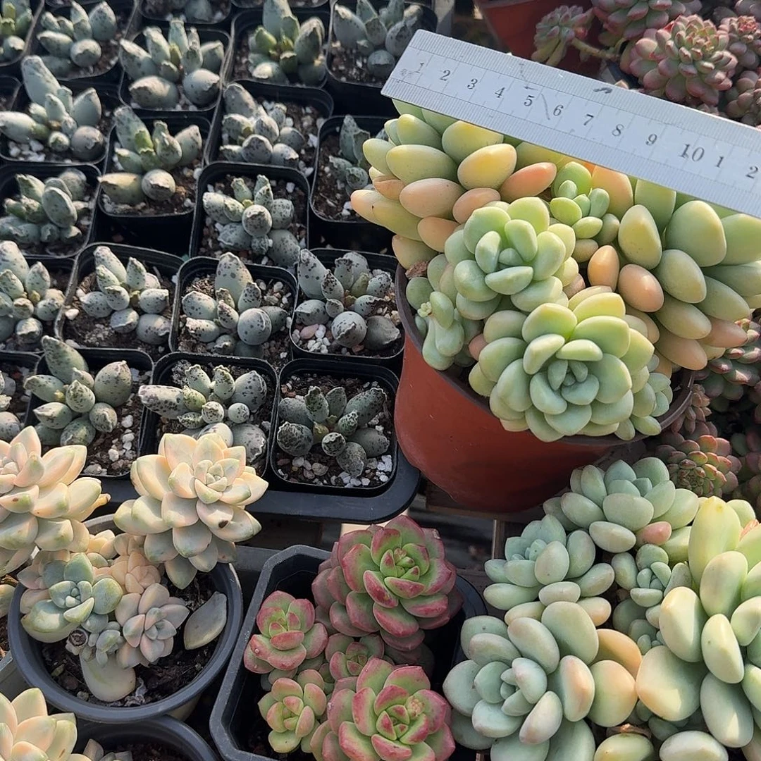 大号泡泡糖多肉植物精品