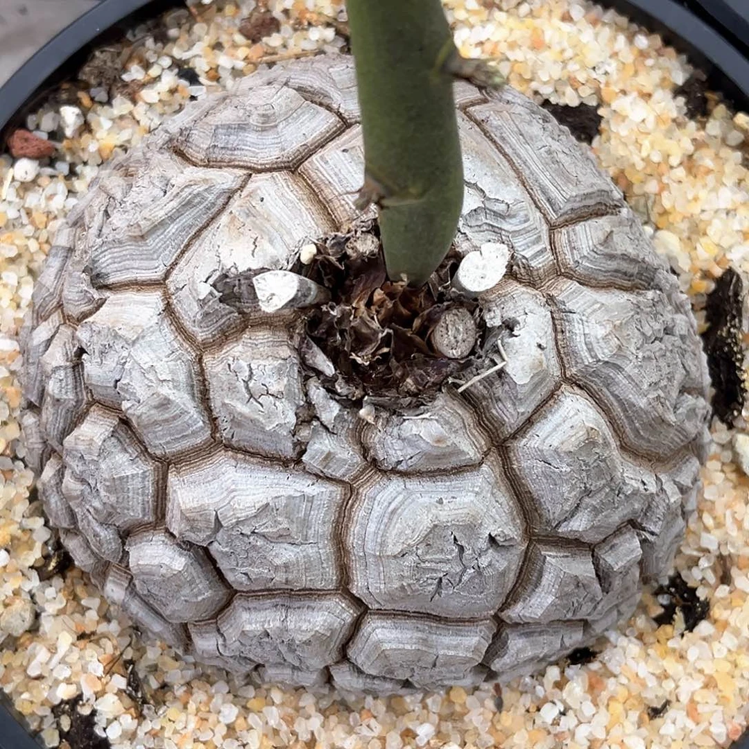 白皮大裂南非龟甲龙，潮流植物