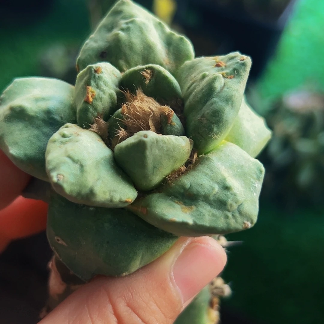 无花朵福利牛舌牡丹437