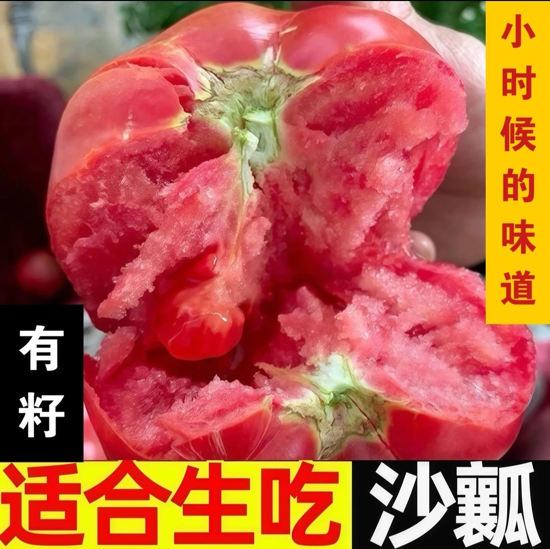 T云南露天沙瓤西红柿自然成熟新鲜番茄现摘生吃小番茄西红柿批发