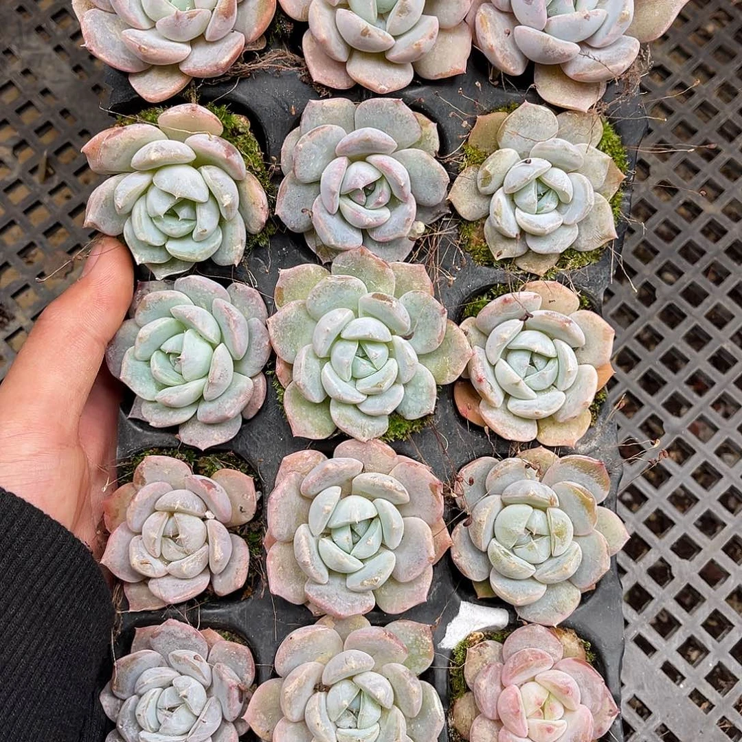 多肉一物一拍11-32