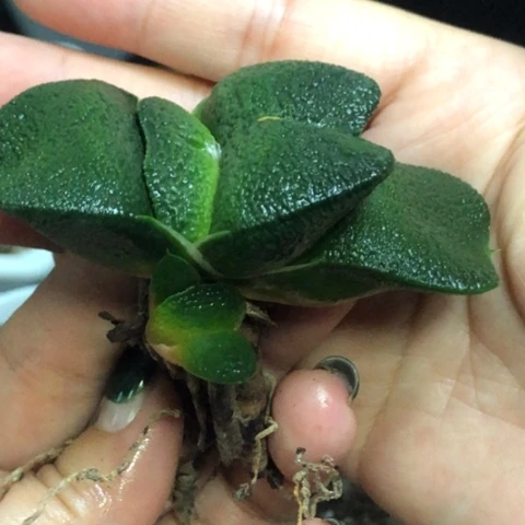 军配蜗牛母本带侧牙一起
