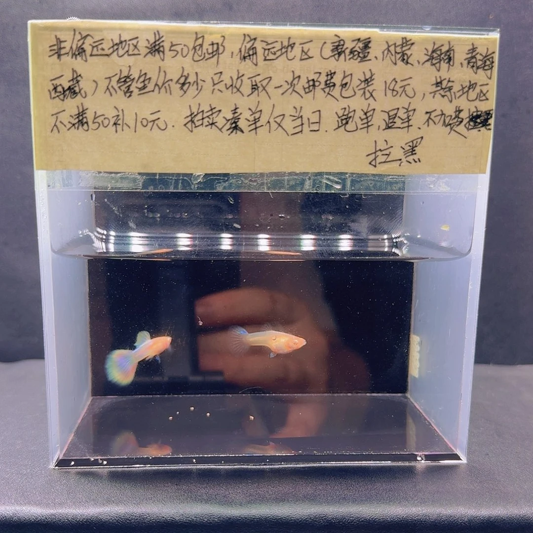 孔雀鱼天使彩虹一对