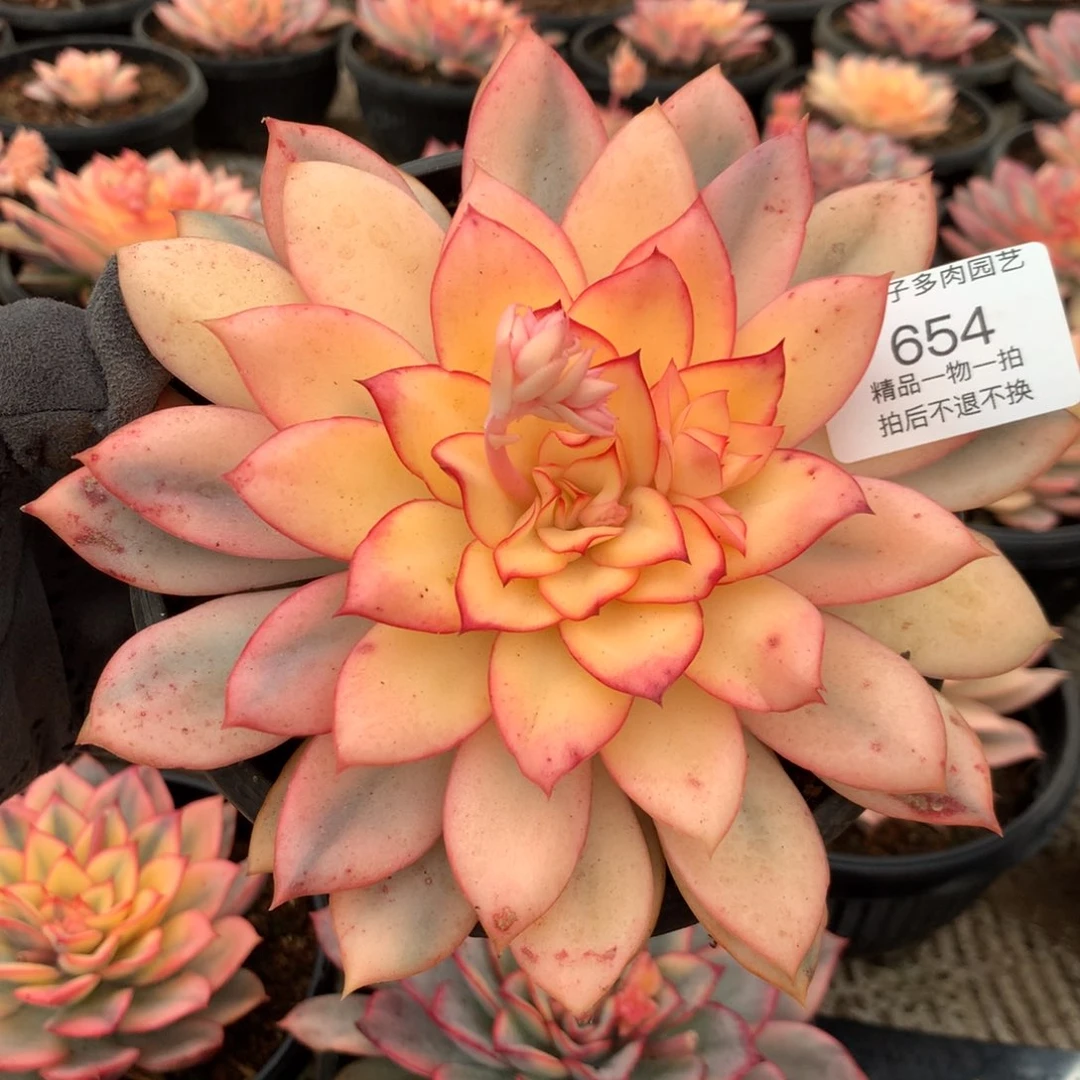 热**烫654月光女神复轮锦。尺寸15。多肉植物