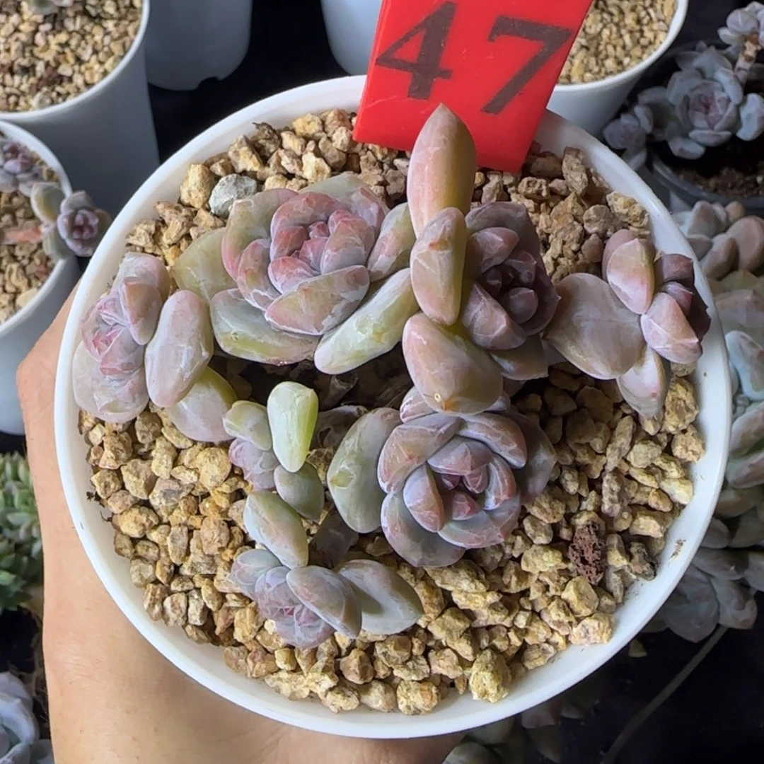 星影7头一物一拍47