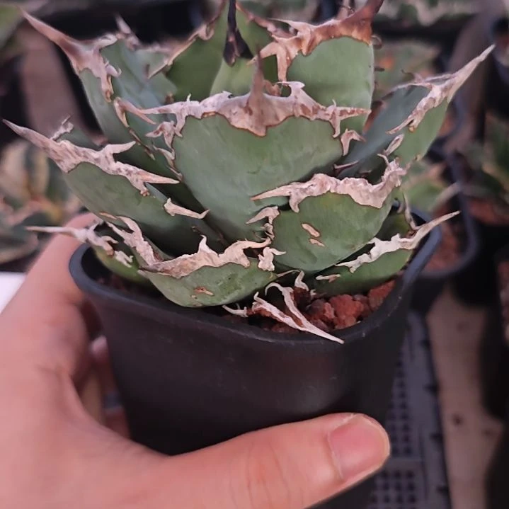 金刚狼仁王冠龙舌兰