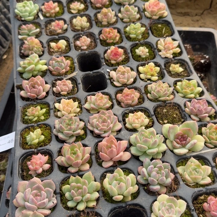 29-47未选育珍妮半盘带盘子量拍发货左五左六