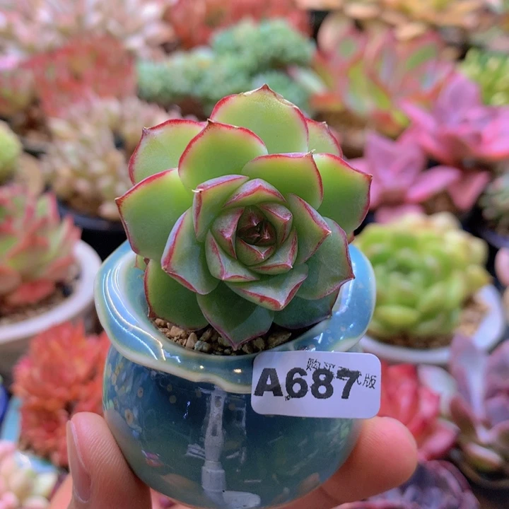 一物一拍含盆土满38包邮A687