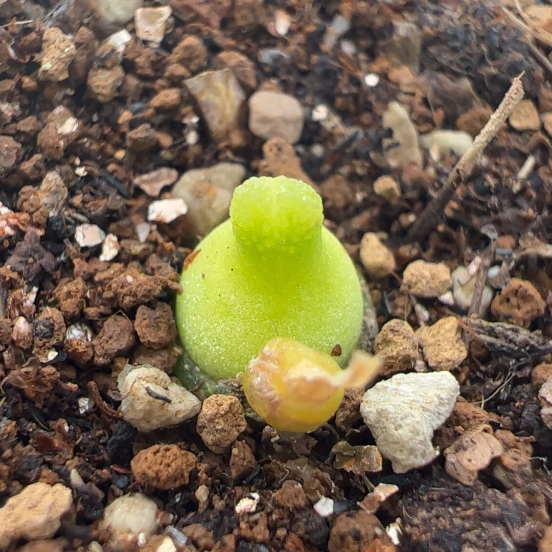 小葫芦5年母本多肉植物